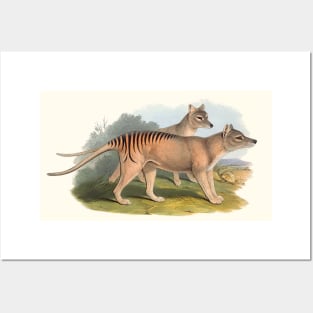 Animals Of Australia The Tasmanian Tiger Or Thylacine Posters and Art